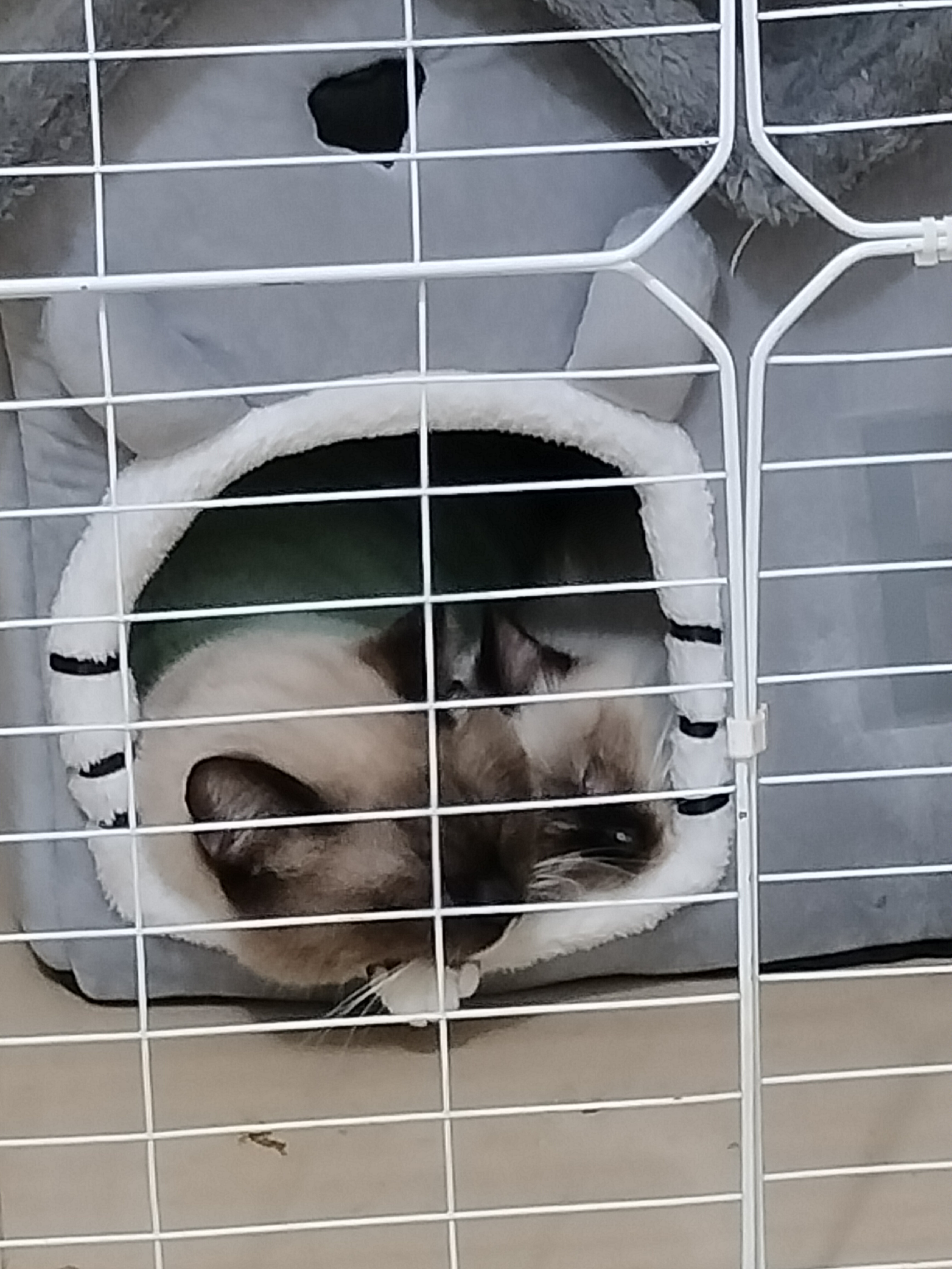 清一色布偶猫